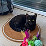 Willow participe au concours pour gagner de l'argent avec cette photo : animal, ball, black_cat, cat, cat_toys, domestic, feathers, floor, fur, glass_door, indoor, mat, pet, playful, reflection, relaxed, rope, toy_mouse, window, yellow_eyes