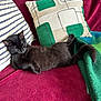 black_cat, blanket, cat, couch, cozy, domestic_animal, feline, fur, green_blanket, indoor, maroon_couch, patterned_pillow, pet, pillow, relaxing, resting, sleeping, striped_pillow, tail, whiskers