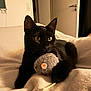 alert, animal, bedroom, black_cat, blanket, cat, cozy, cute, domestic_cat, feline, indoor, paws, pet, playing, plush_toy, relaxing, soft, toy_mouse, warm_lighting, whiskers