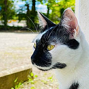 Lucifer participe au concours pour gagner de l'argent avec cette photo : cat, black_and_white, tuxedo_cat, feline, animal, pet, whiskers, golden_eye, ear, fur, close_up, portrait, outdoors, garden, greenery, bokeh, window, wall, looking_away, photography