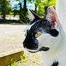 cat, black_and_white, tuxedo_cat, feline, animal, pet, whiskers, golden_eye, ear, fur, close_up, portrait, outdoors, garden, greenery, bokeh, window, wall, looking_away, photography