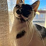 Lucifer a rejoint le concours — aidez-le/la à gagner de superbes lots ! cat, black_and_white, closeup, portrait, whiskers, feline, pet, animal, indoors, window, curtain, sunlight, blue_sky, outdoor_view, brown_eyes, ears, fur, curious, photography, home