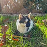 Lucifer a rejoint le concours — aidez-le/la à gagner de superbes lots ! cat, black_and_white, animal, pet, outdoors, grass, autumn, leaves, garden, backyard, wooden_fence, sunlight, sunlit, crouching, sitting, alert, whiskers, ears, greenery, close_up