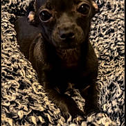 Hootie is registered to the contest to win money with this photo: animal, black_dog, blanket, close_up, companion, cozy, cute, dog, fur, indoors, looking_at_camera, lying_down, pet, puppy, resting, small, soft, texture, warm, young_dog