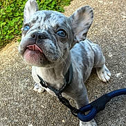 Sylvie joined the competition — help win amazing prizes! french_bulldog, puppy, dog, blue_eyes, collar, leash, tongue_out, speckled_coat, outdoor, concrete, grass, pet, cute, small_dog, animal, canine, close_up, young_dog, sitting, adorable