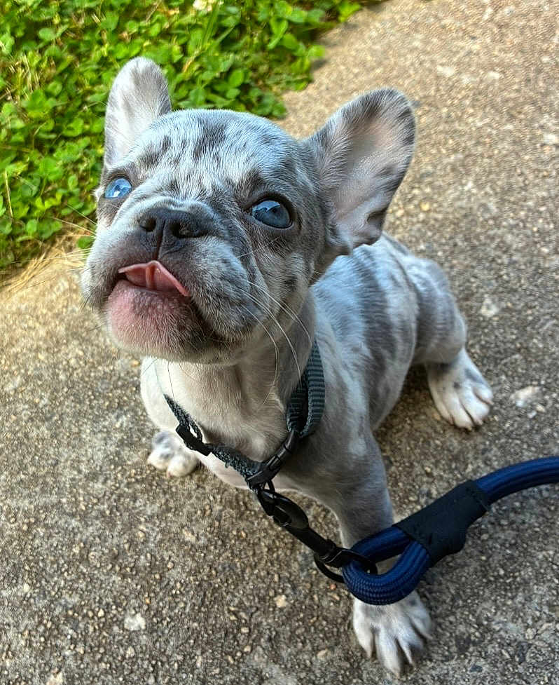Sylvie joined the competition — help win amazing prizes! french_bulldog, puppy, dog, blue_eyes, collar, leash, tongue_out, speckled_coat, outdoor, concrete, grass, pet, cute, small_dog, animal, canine, close_up, young_dog, sitting, adorable
