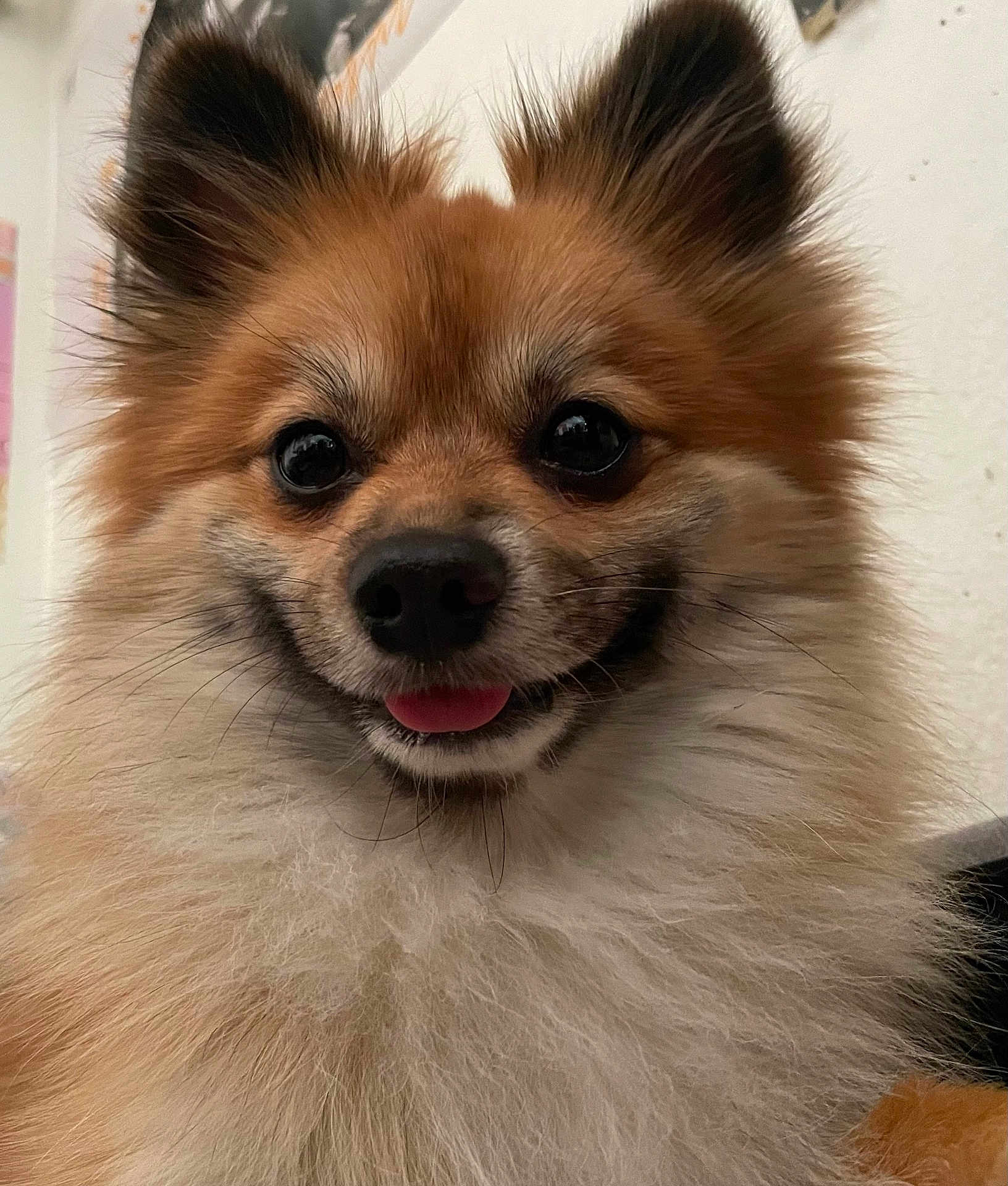 Chewbacca