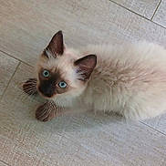 Baïko joined the competition — help win amazing prizes! kitten, cat, siamese, blue_eyes, fluffy, fur, whiskers, ears, paws, floor, tile, pet, animal, looking_up, indoor, cute, young, small, domestic, curious