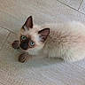 kitten, cat, siamese, blue_eyes, fluffy, fur, whiskers, ears, paws, floor, tile, pet, animal, looking_up, indoor, cute, young, small, domestic, curious