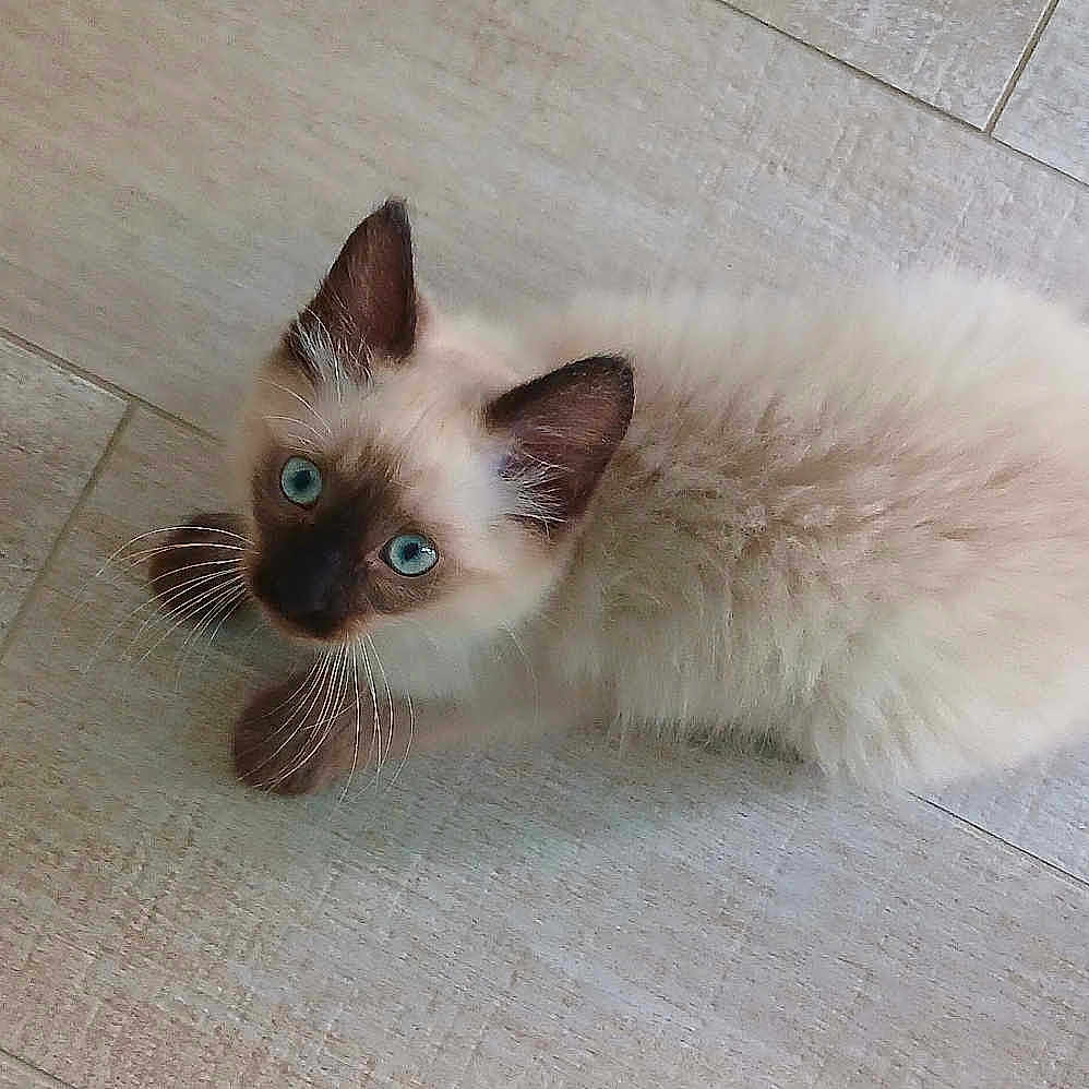Baïko joined the competition — help win amazing prizes! kitten, cat, siamese, blue_eyes, fluffy, fur, whiskers, ears, paws, floor, tile, pet, animal, looking_up, indoor, cute, young, small, domestic, curious