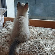 Baïko a rejoint le concours — aidez-le/la à gagner de superbes lots ! kitten, cat, fluffy, sitting, blanket, window, indoor, cozy, pet, tail, furry, looking_out, cushion, home, soft, animal, domestic, curious, resting, daylight
