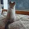 kitten, cat, fluffy, sitting, blanket, window, indoor, cozy, pet, tail, furry, looking_out, cushion, home, soft, animal, domestic, curious, resting, daylight