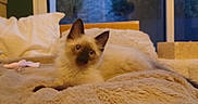 Baïko participe au concours pour gagner de l'argent avec cette photo : cat, kitten, siamese, animal, pet, feline, cozy, blanket, bed, soft_toy, indoors, window, evening, curious, lying_down, fur, ears, whiskers, home, resting