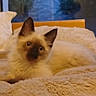 cat, kitten, siamese, animal, pet, feline, cozy, blanket, bed, soft_toy, indoors, window, evening, curious, lying_down, fur, ears, whiskers, home, resting