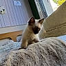 Baïko participe au concours pour gagner de l'argent avec cette photo : kitten, cat, bed, blanket, indoor, window, sunlight, greenery, ribbons, notes, curious, furry, pet, home, cozy, animal, young, resting, soft, light