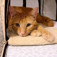 Travis joined the competition — help win amazing prizes! animal, blanket, carpet, cat, closeup, cozy, curious, cute, domestic_cat, ears, feline, indoor, looking_at_camera, orange_tabby, paws, pet_tent, relaxed, resting, soft_texture, whiskers