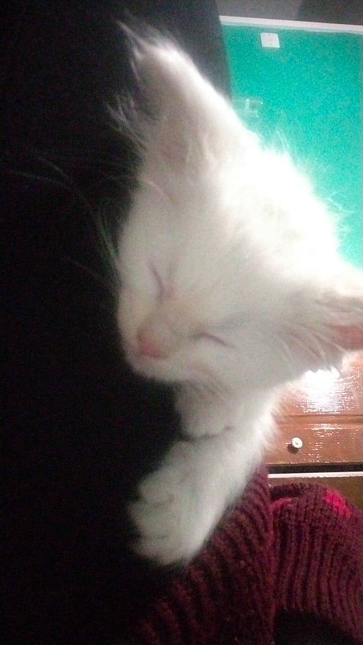 Harmony is registered to the contest to win money with this photo: carnivore, cat, claw, domestic_rabbit, domestic_short_haired_cat, ear, felidae, foot, fur, gesture, paw, rabbit, rabbits_and_hares, sky, small_to_medium_sized_cats, tail, whiskers, window