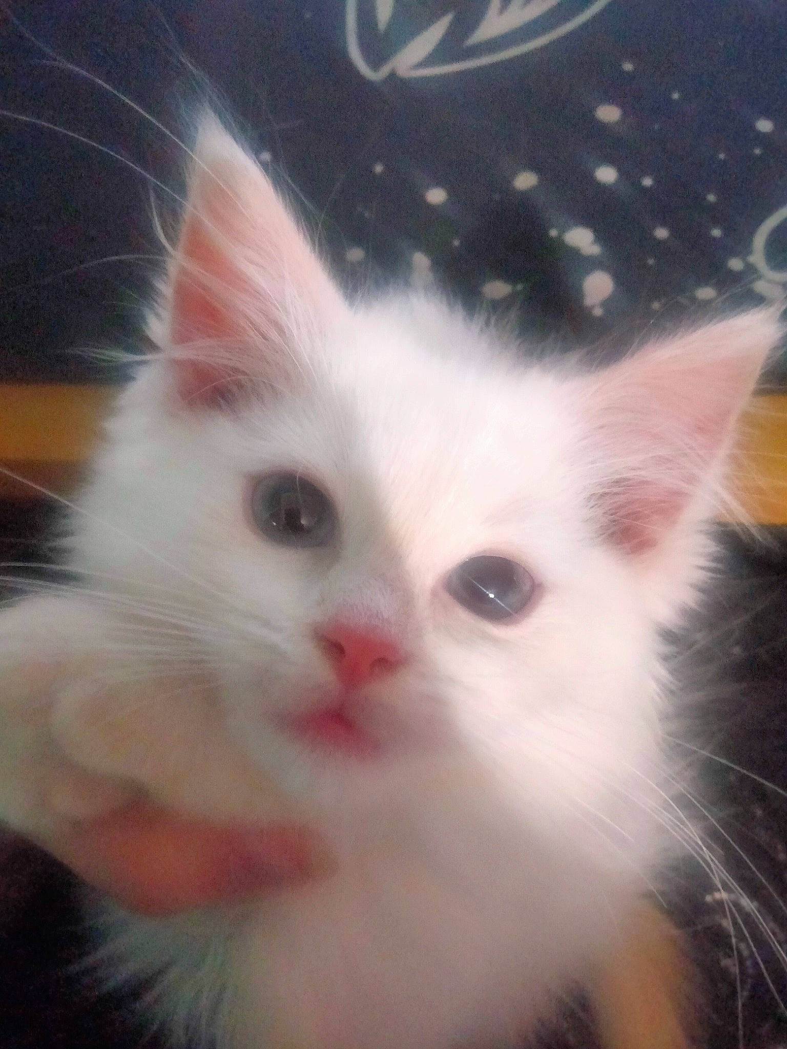 Harmony joined the competition — help win amazing prizes! carnivore, cat, claw, domestic_short_haired_cat, ear, fawn, felidae, fur, head, iris, paw, plant, small_to_medium_sized_cats, snout, tail, whiskers