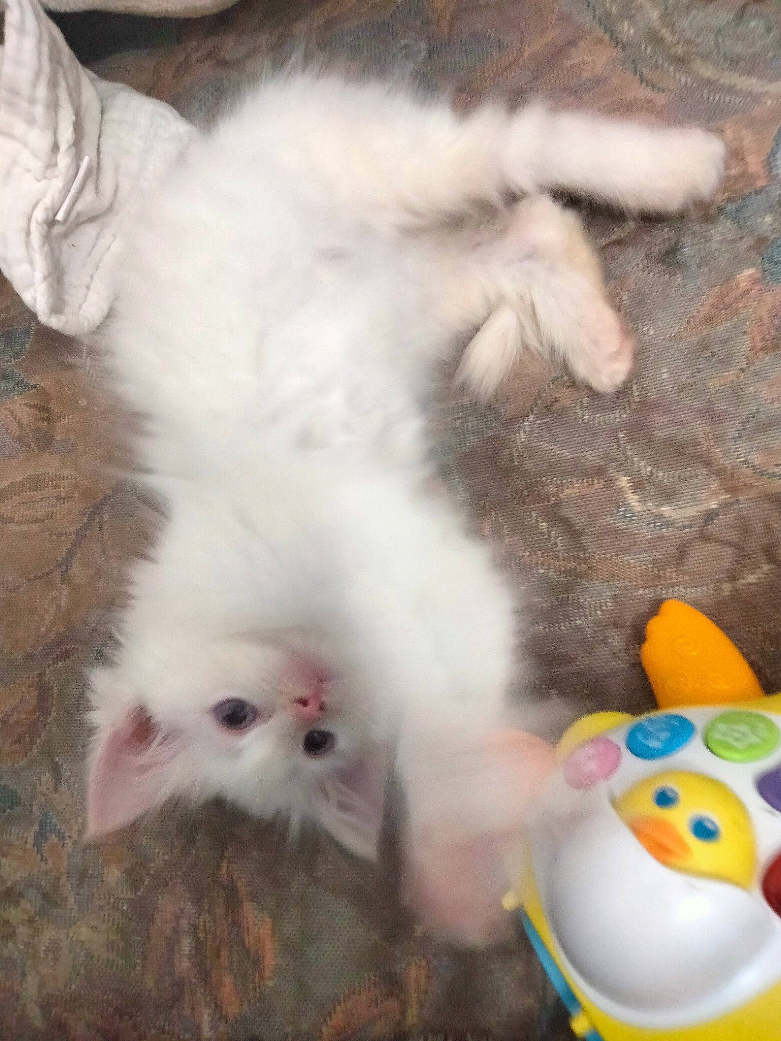 Harmony is registered to the contest to win money with this photo: carnivore, cat, cat_toy, claw, comfort_food, domestic_short_haired_cat, fawn, felidae, foot, fur, paw, small_to_medium_sized_cats, snout, stuffed_toy, tail, toy, whiskers, white