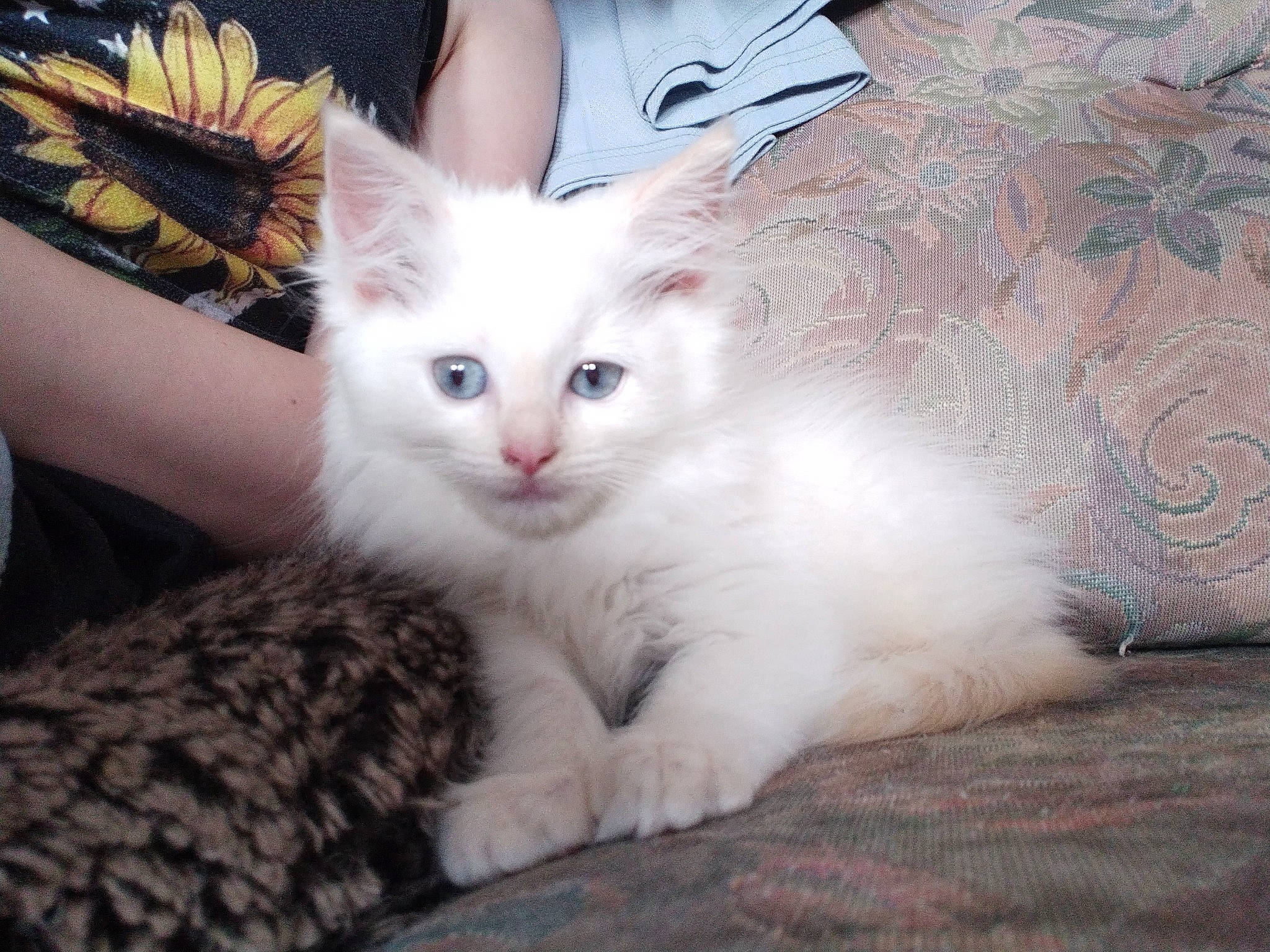 Harmony is registered to the contest to win money with this photo: carnivore, cat, claw, comfort, domestic_short_haired_cat, eyelash, fawn, feather, felidae, fur, gesture, paw, sitting, small_to_medium_sized_cats, snout, tail, whiskers, wing