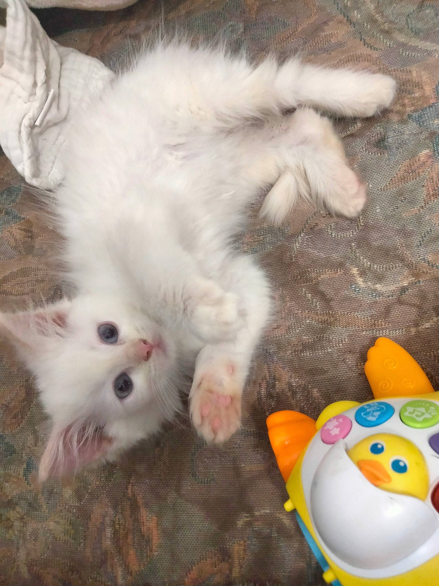 Harmony joined the competition — help win amazing prizes! baby_toys, carnivore, cat, cat_toy, claw, comfort_food, domestic_short_haired_cat, felidae, flooring, foot, fur, paw, plush, sand, small_to_medium_sized_cats, stuffed_toy, tail, toe, toy, whiskers