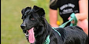 Athena is registered to the contest to win money with this photo: dog, black_dog, tongue_out, pet, animal, canine, leash, harness, outdoor, person, blurred_background, happy, fur, tongue, muzzle, ears, eyes, grass, nature, walking