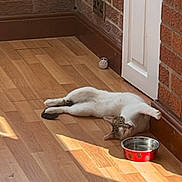 Zelda is registered to the contest to win money with this photo: cat, animal, pet, indoor, floor, wooden_floor, sunlight, relaxing, resting, red_bowl, water_bowl, brick_wall, door, home, cozy, sleeping, fur, whiskers, paw_prints, quiet