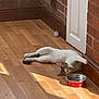 cat, animal, pet, indoor, floor, wooden_floor, sunlight, relaxing, resting, red_bowl, water_bowl, brick_wall, door, home, cozy, sleeping, fur, whiskers, paw_prints, quiet