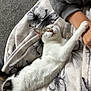 cat, animal, pet, blanket, floral_pattern, stretching, relaxation, cozy, comfort, indoor, sleepy, white_fur, brown_spots, human_arm, sleeve, soft_texture, carpet, resting, cute, home