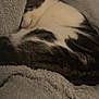 cat, sleeping, cozy, blanket, fur, tabby, white, black, striped, resting, pet, animal, domestic, cute, relaxing, indoor, soft, warm, peaceful, fur_pattern