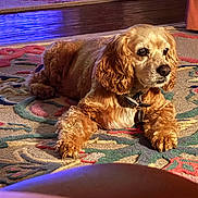 Marley is registered to the contest to win money with this photo: dog, indoor, rug, curly_fur, golden_brown, pet, floor, furniture, cozy, relaxed, animal, companion, home, carpet, portrait, laying_down, warm_light, ears, collar, wooden_floor