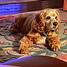 dog, indoor, rug, curly_fur, golden_brown, pet, floor, furniture, cozy, relaxed, animal, companion, home, carpet, portrait, laying_down, warm_light, ears, collar, wooden_floor