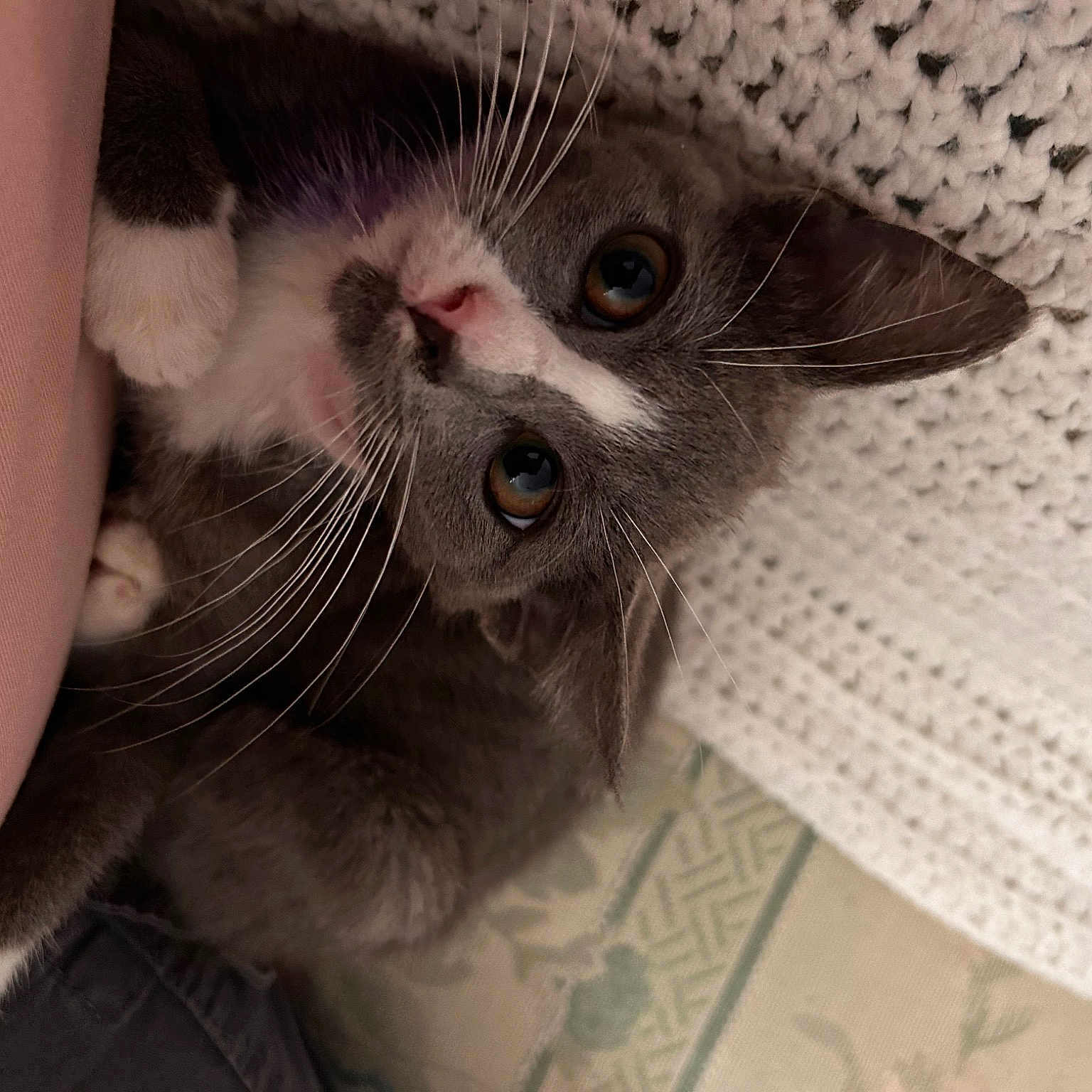 Isabella