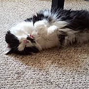Missy is registered to the contest to win money with this photo: cat, black_and_white, fluffy, lying_down, carpet, indoor, relaxed, sleepy, pet, feline, cute, fur, paws, resting, animal, domestic, cozy, soft, whiskers, collar