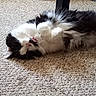 cat, black_and_white, fluffy, lying_down, carpet, indoor, relaxed, sleepy, pet, feline, cute, fur, paws, resting, animal, domestic, cozy, soft, whiskers, collar