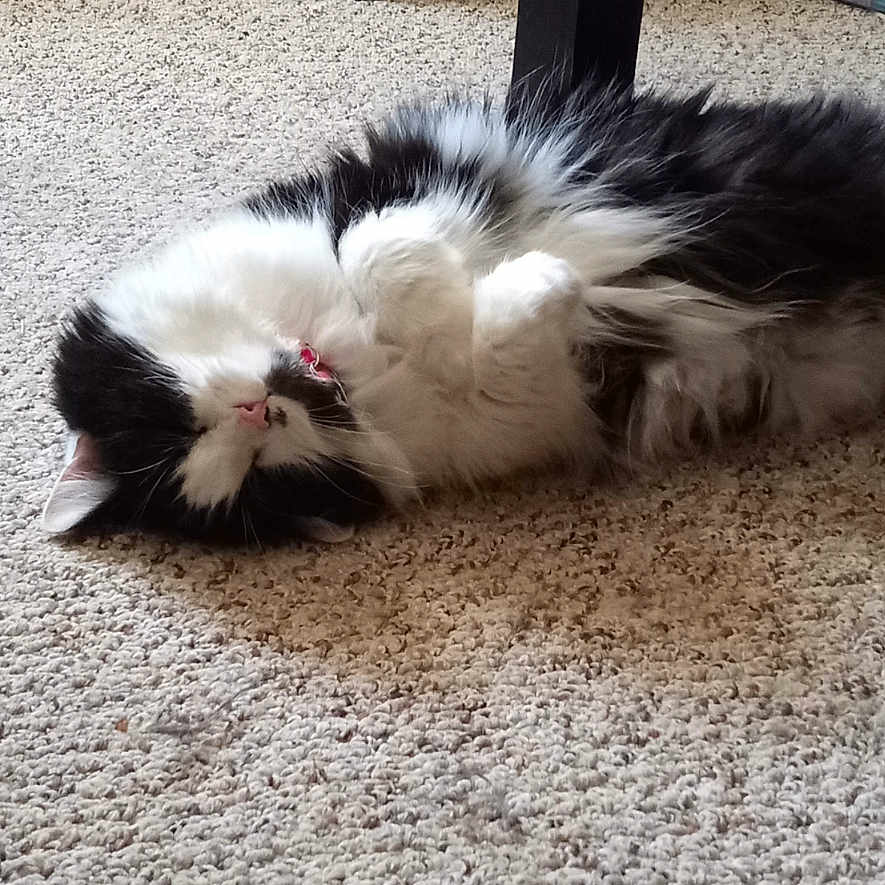 Missy