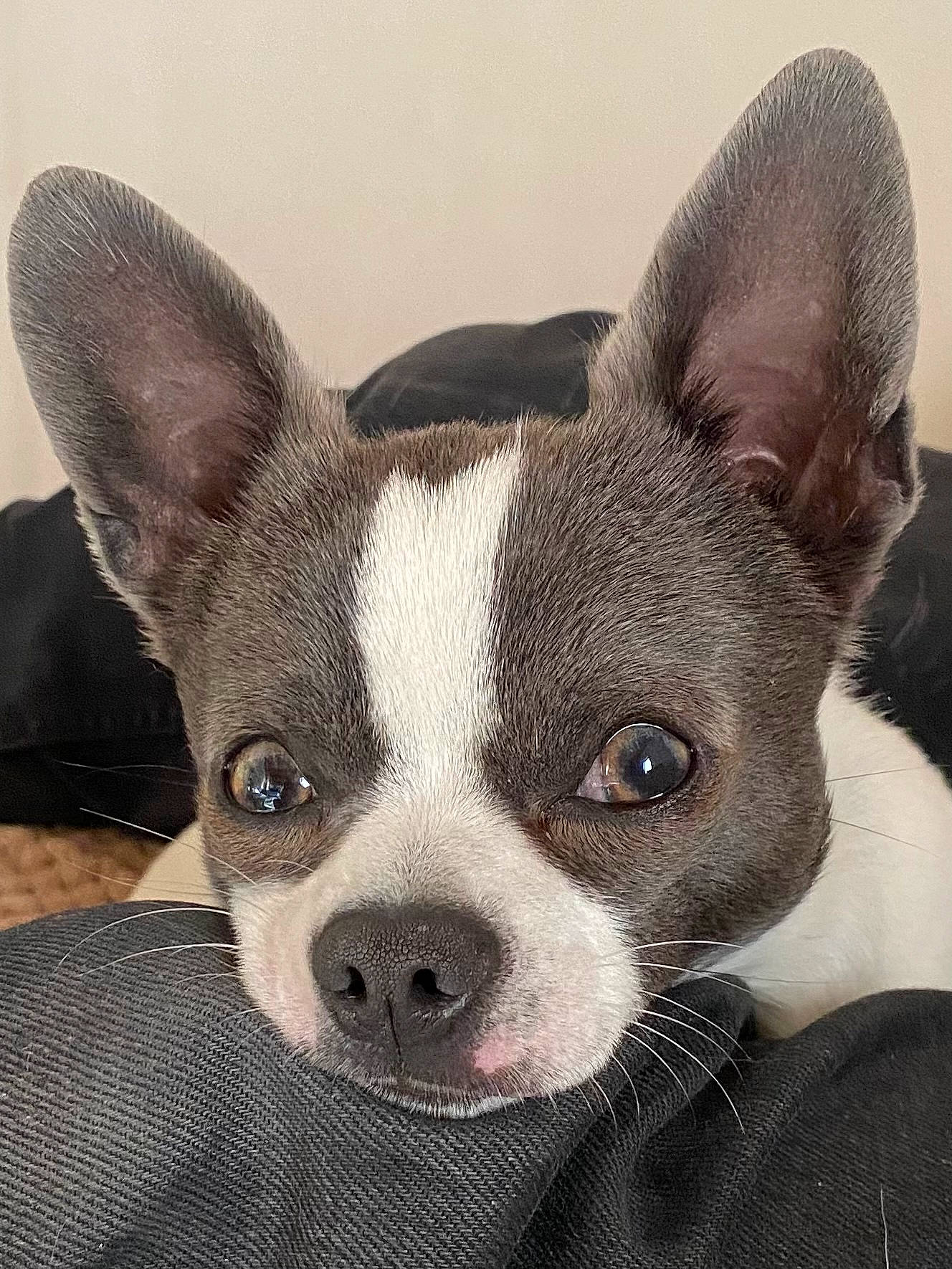 Rocky participe au concours pour gagner de l'argent avec cette photo : boston_terrier, canidae, carnivore, companion_dog, dog, dog_breed, ear, fawn, non_sporting_group, snout, terrestrial_animal, whiskers, working_animal