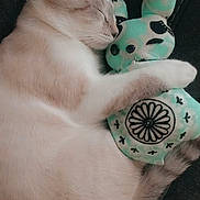 Rufus Artemis joined the competition — help win amazing prizes! cat, sleeping, stuffed_toy, plush, cozy, cute, pet, feline, animal, relaxing, indoor, soft, cuddle, rest, comfort, domestic, fur, whiskers, closed_eyes, nap