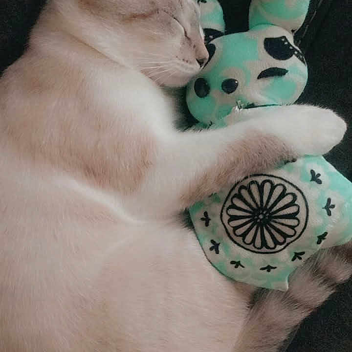 Rufus Artemis joined the competition — help win amazing prizes! animal, cat, closed_eyes, comfort, cozy, cuddle, cute, domestic, feline, fur, indoor, nap, pet, plush, relaxing, rest, sleeping, soft, stuffed_toy, whiskers