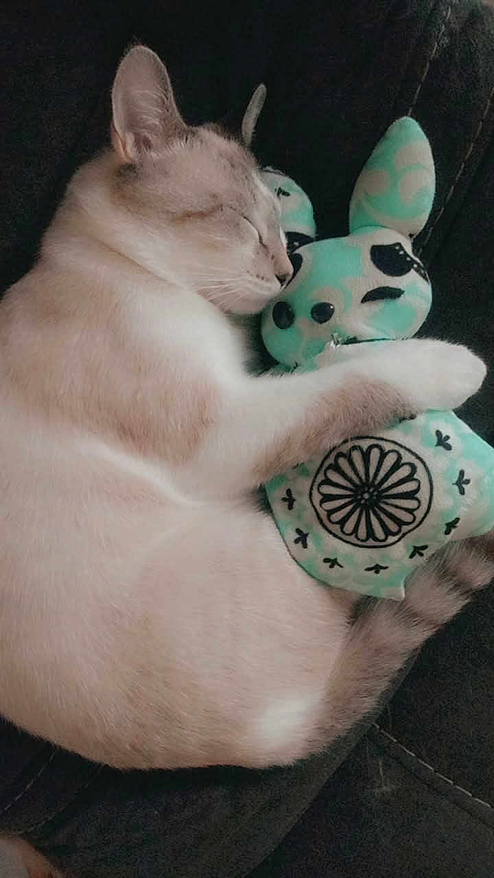 Rufus Artemis joined the competition — help win amazing prizes! cat, sleeping, stuffed_toy, plush, cozy, cute, pet, feline, animal, relaxing, indoor, soft, cuddle, rest, comfort, domestic, fur, whiskers, closed_eyes, nap