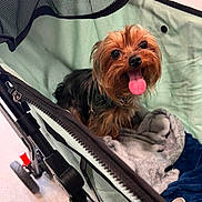 Shaggy is registered to the contest to win money with this photo: dog, small_dog, stroller, blanket, pet, tongue_out, happy, indoor, cozy, fur, canine, animal, cute, looking_up, wheels, fabric, leisure, companion, domestic_animal, resting