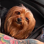 Oden joined the competition — help win amazing prizes! dog, small_dog, tattoo, tattooed_arm, car_interior, window, pet, fur, brown_fur, black_fur, animal, close_up, looking_up, cute, companion, vehicle, human_arm, skin, hand, casual