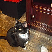 George joined the competition — help win amazing prizes! cat, tuxedo_cat, yellow_eyes, white_paws, wooden_floor, cabinet, furniture, indoor, pet, animal, curious, flooring, domestic_cat, whiskers, collar, bell, black_and_white, looking_up, home, sock