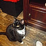 animal, bell, black_and_white, cabinet, cat, collar, curious, domestic_cat, flooring, furniture, home, indoor, looking_up, pet, sock, tuxedo_cat, whiskers, white_paws, wooden_floor, yellow_eyes