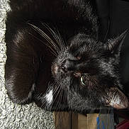 Loki is registered to the contest to win money with this photo: cat, black_cat, whiskers, carpet, pet, feline, animal, close_up, fur, indoor, resting, texture, white_patch, paw, ears, eyes, domestic_cat, sleepy, cute, companion