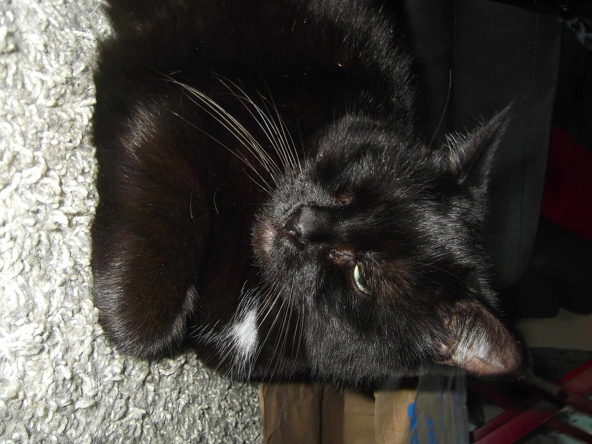Loki