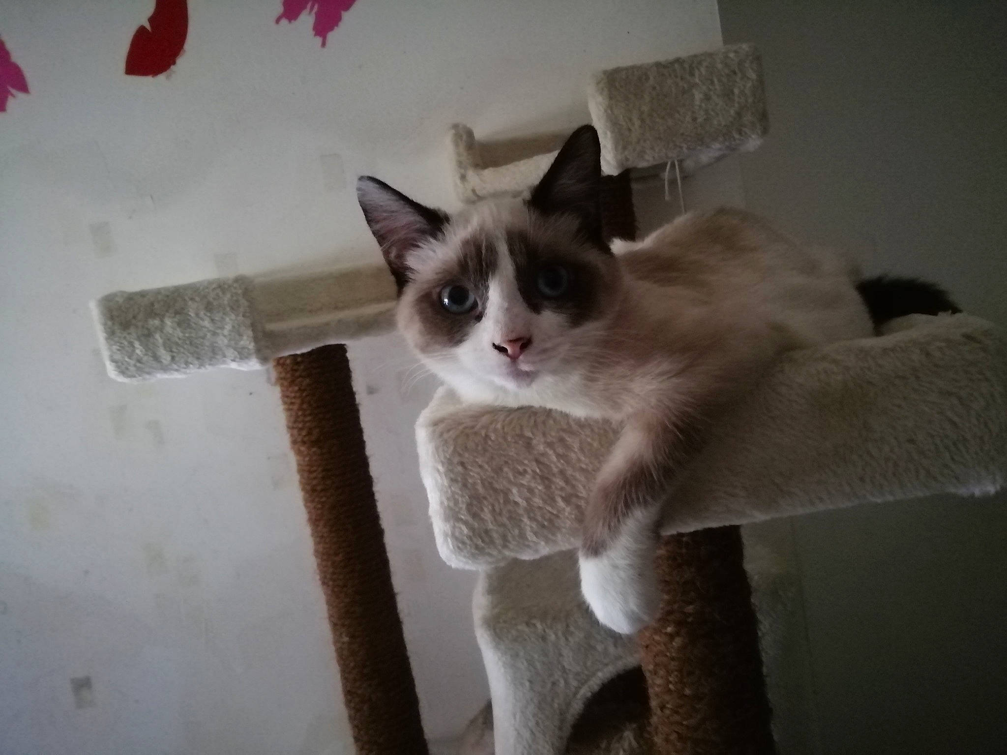 Blanchette a rejoint le concours — aidez-le/la à gagner de superbes lots ! balinese, carnivore, cat, domestic_short_haired_cat, felidae, kitten, mammal, ojos_azules, polydactyl_cat, ragamuffin, ragdoll, small_to_medium_sized_cats, snout, snowshoe, tail, whiskers