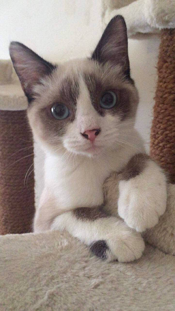 Blanchette a rejoint le concours — aidez-le/la à gagner de superbes lots ! asian, carnivore, cat, domestic_short_haired_cat, fawn, felidae, kitten, mammal, ojos_azules, polydactyl_cat, ragdoll, small_to_medium_sized_cats, snowshoe, thai, vertebrate, whiskers