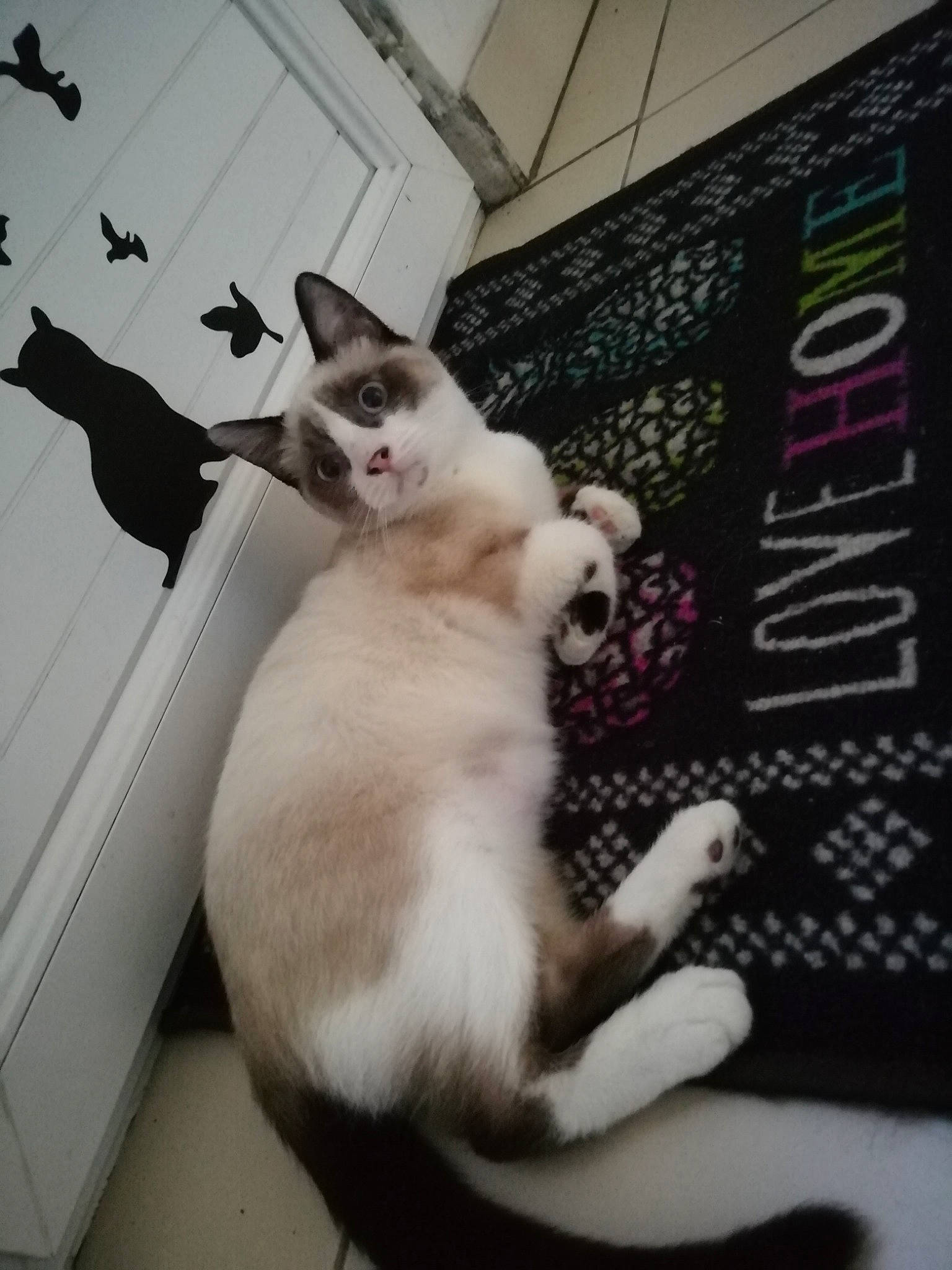 Blanchette participe au concours pour gagner de l'argent avec cette photo : aegean_cat, asian, balinese, carnivore, cat, colorpoint_shorthair, domestic_short_haired_cat, european_shorthair, felidae, fur, javanese, kitten, paw, photo_caption, polydactyl_cat, small_to_medium_sized_cats, tail, thai, tonkinese, whiskers