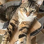 animal, cat, cat_tree, cozy, cute, domestic_cat, ears, feline, fur, green_eyes, household, indoor, mammal, paws, pet, relaxed, resting, tabby, whiskers, wood